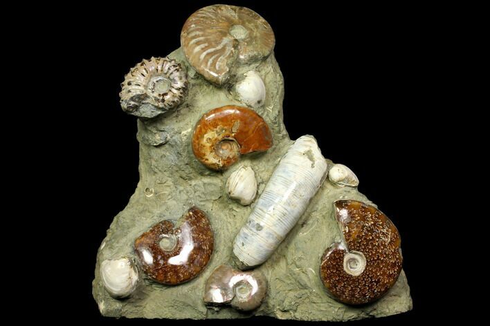 Tall, Composite Ammonite Fossil Sculpture #117485